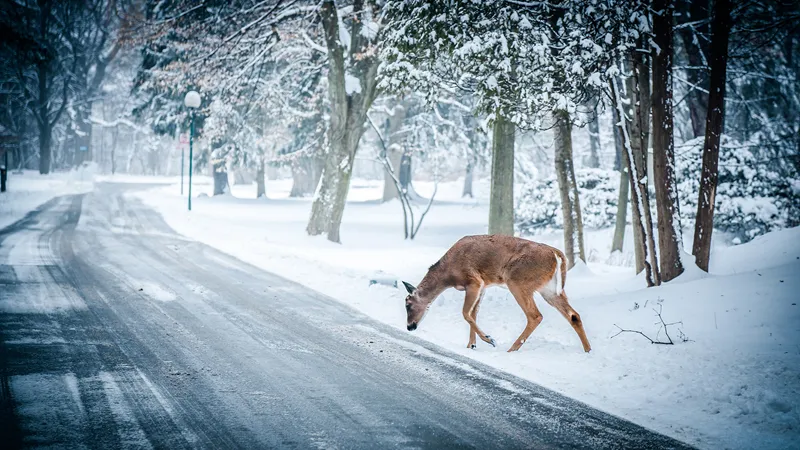 snow-winter-christmas-deer
